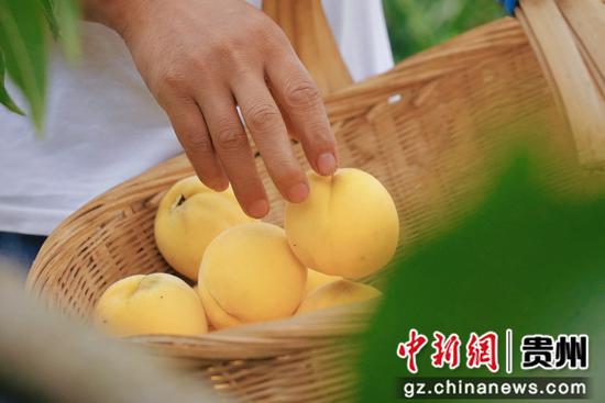 梨树镇新寨社区的黄桃种植基地里, 一颗颗硕大的黄桃挂满枝头,很是喜人。 周禹杉 摄