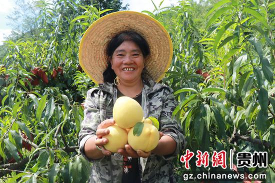 朱昌镇青杠村黄桃基地迎来丰收季 ,农户正在采摘。马诺楠 摄