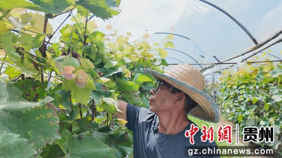 村民采收 村民采收