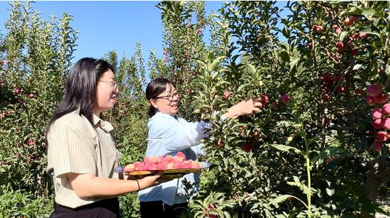 茫丁乡东庄村干部和村民们正忙着采摘、分拣、装箱,首批成熟的海棠果