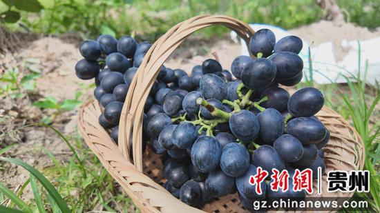 葡萄丰收 葡萄丰收