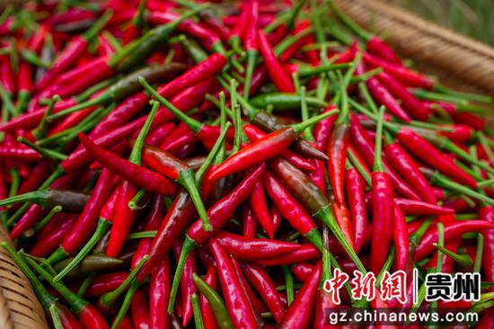 采摘的新鲜辣椒 。龙军 摄 采摘的新鲜辣椒 。龙军 摄