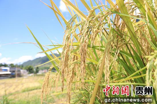 金黄饱满的稻穗 金黄饱满的稻穗