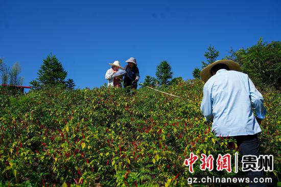 辣椒采摘现场。龙军 摄 辣椒采摘现场。龙军 摄