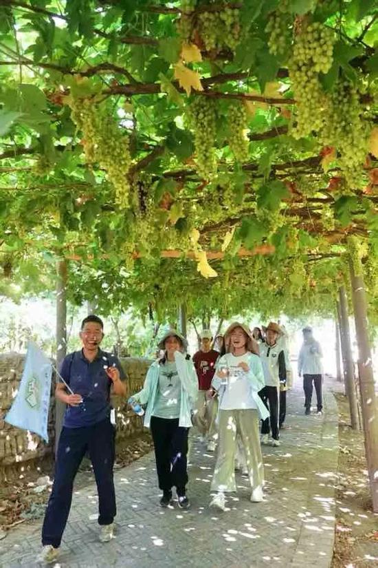魏东带领研学团队行走在葡萄架下。胡真、黄珀摄