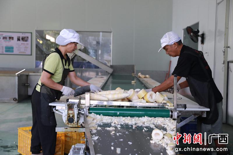 图为工人正忙碌地分拣新鲜竹笋。梁旎旎 摄