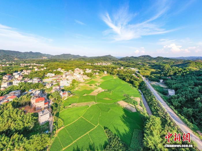 广西苍梧：乡村处处“满眼绿”