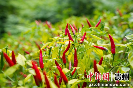 基地中待采摘的朝天椒。龙军 摄 基地中待采摘的朝天椒。龙军 摄