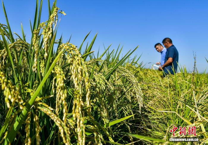 乌鲁木齐：稻田中开展现场观摩会探讨种植新技术