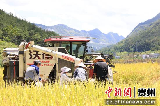 收割机作业现场 收割机作业现场