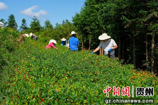 辣椒采摘现场。龙军 摄 辣椒采摘现场。龙军 摄