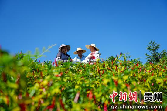 辣椒采摘现场。龙军 摄 辣椒采摘现场。龙军 摄