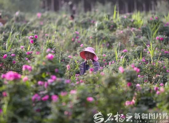 于田县奥依托格拉克乡的瑰觅特色玫瑰种植基地里,1万亩的玫瑰花海仿佛一幅绚烂的画卷。许晓龙 摄
