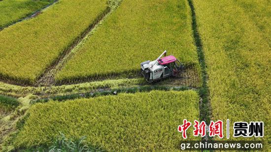 访里村水稻种植坝区水稻收割 访里村水稻种植坝区水稻收割