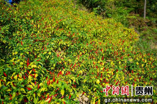 基地中待采摘的朝天椒。龙军 摄 基地中待采摘的朝天椒。龙军 摄