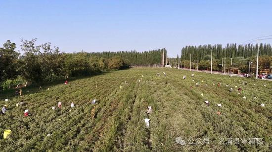 洛浦县杭桂镇的田间地头呈现出一派丰收的忙碌景象。
