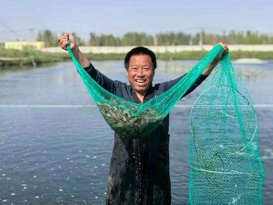 和田市拉斯奎镇托万其盖布隆村的水产养殖专业合作社近100亩盐碱地虾塘养殖的南美白对虾正式批量上市。(张淑华 摄)