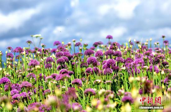 8月30日，韭菜坪景区盛开的野生韭菜花。黄庆松 摄
