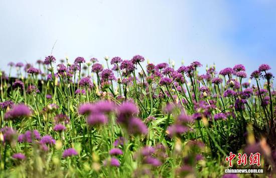 图为8月30日拍摄的野生韭菜花。黄庆松 摄