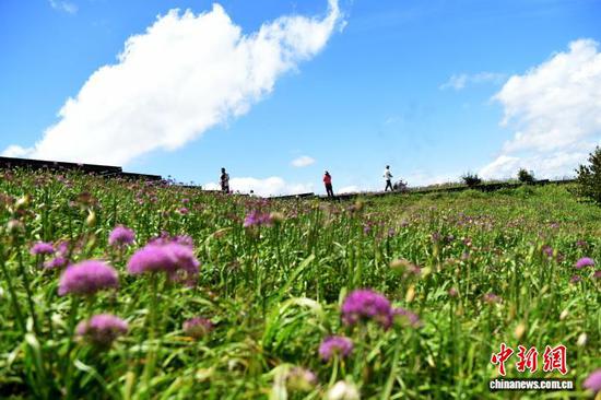 8月30日，韭菜坪景区盛开的野生韭菜花。黄庆松 摄