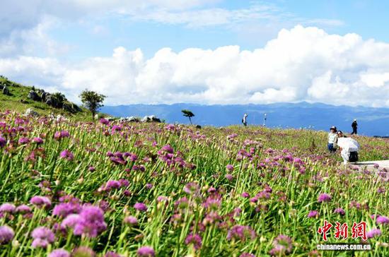 8月30日，韭菜坪景区盛开的野生韭菜花。黄庆松 摄