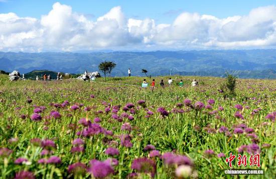 8月30日，韭菜坪景区盛开的野生韭菜花。黄庆松 摄