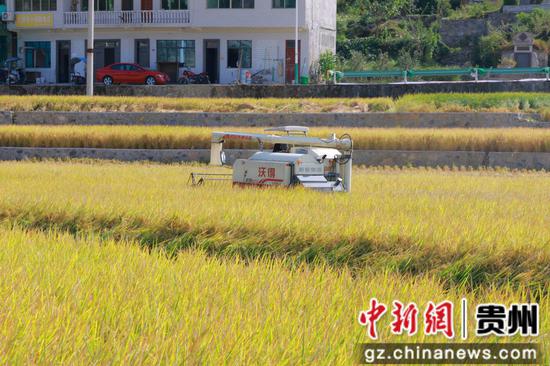 收割机正在采收水稻 收割机正在采收水稻