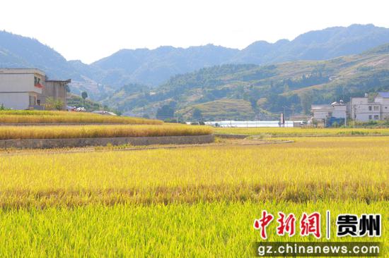 水稻丰收 水稻丰收