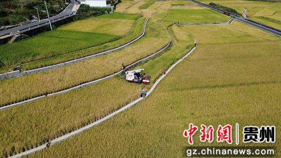 收割机收水稻 收割机收水稻