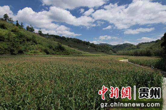 撒拉溪镇水浸沟村高标准农田建设项目3。邱梦如 摄