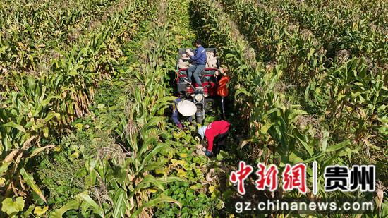 种植户和村民将采摘的南瓜装车。陈昆 摄 种植户和村民将采摘的南瓜装车。陈昆 摄