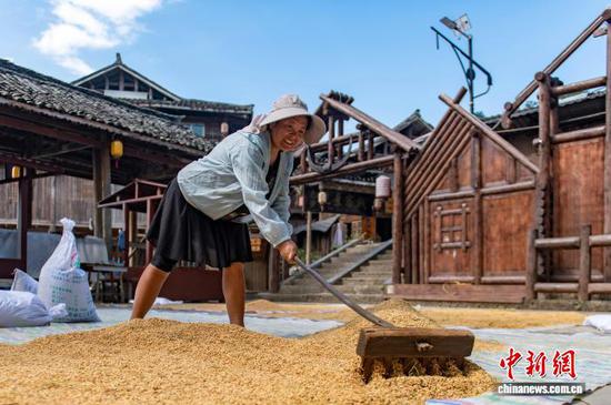 9月3日，从江县丙妹镇岜沙苗寨的村民在晾晒稻谷。吴德军 摄