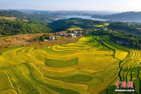 9月2日，地处乌蒙山深处的贵州省黔西市锦星镇洪湖村，田野里金黄的稻谷丰收在即，与民居、青山相互映衬，呈现出一幅美丽的丰收画卷。史开心 摄