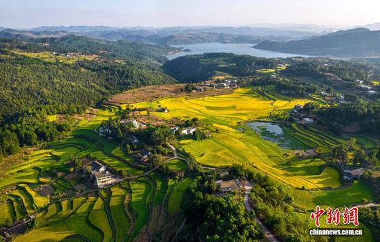9月2日，地处乌蒙山深处的贵州省黔西市锦星镇洪湖村，田野里金黄的稻谷丰收在即，与民居、青山相互映衬，呈现出一幅美丽的丰收画卷。史开心 摄