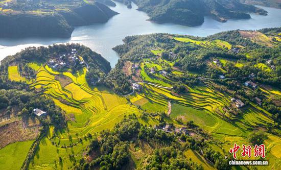 9月2日，地处乌蒙山深处的贵州省黔西市锦星镇洪湖村，田野里金黄的稻谷丰收在即，与民居、青山相互映衬，呈现出一幅美丽的丰收画卷。史开心 摄
