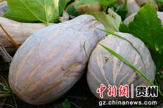 田间圆润饱满的成熟南瓜。周燕 田间圆润饱满的成熟南瓜。周燕