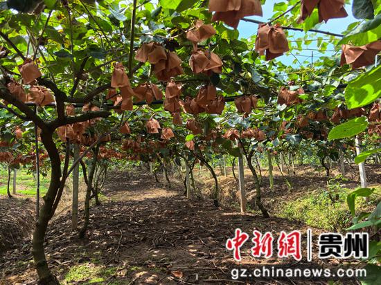 七星关区亮岩镇太极村200余亩猕猴桃种植基地,一颗颗猕猴桃缀满枝头,香气四溢。刘娟 摄 七星关区亮岩镇太极村200余亩猕猴桃种植基地,一颗颗猕猴桃缀满枝头,香气四溢。刘娟 摄