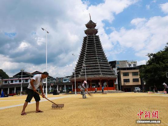 9月3日，从江县贯洞镇腊阳村村民在鼓楼坪晾晒稻谷。梁辉波 摄
