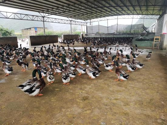 古文村清水鸭养殖基地。李秀娟 摄