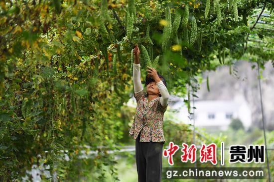 9月5日,在贵阳市南明区永乐乡陈桂阳蔬菜种植园,村民正采收苦瓜供应市场。