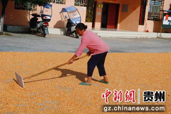 三都九阡镇石板村玉米迎来丰收