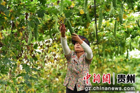 9月5日,在贵阳市南明区永乐乡陈桂阳蔬菜种植园,村民正采收苦瓜供应市场。