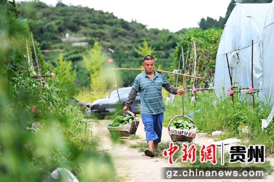 9月5日,在贵阳市南明区永乐乡陈桂阳蔬菜种植园,村民正正搬运苦瓜供应市场。