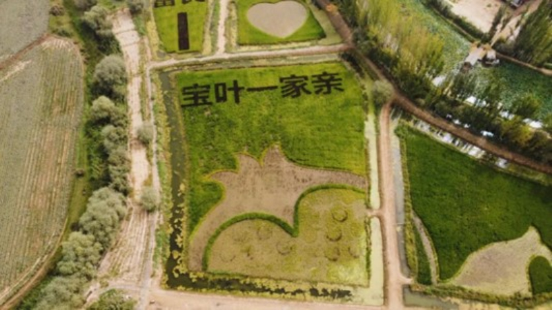 “宝叶一家亲”创意稻田画。陈悦娇 摄
“宝叶一家亲”创意稻田画。陈悦娇 摄