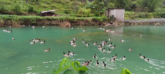 古文村清水鸭在溪水中嬉戏。黄贵 摄