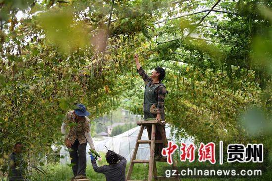 9月5日,在贵阳市南明区永乐乡陈桂阳蔬菜种植园,村民正采收苦瓜供应市场。