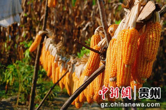 三都九阡镇石板村玉米迎来丰收