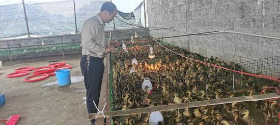 许道珍在查看清水鸭长势。林彬 摄