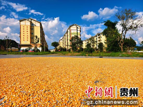 三都九阡镇石板村玉米迎来丰收