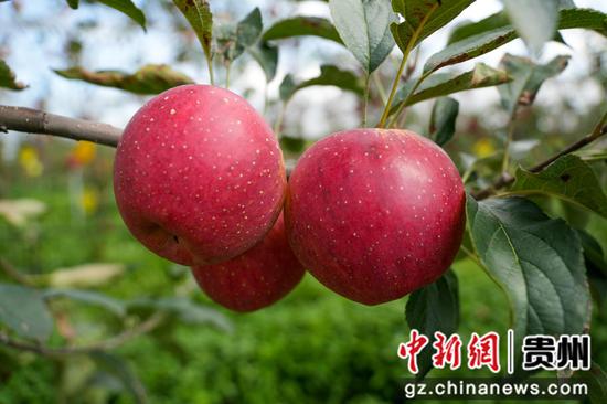 在猴场镇格寨村苹果基地，红彤彤的苹果挂满枝头